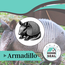 Armadillo Removal Palm Coast, Florida