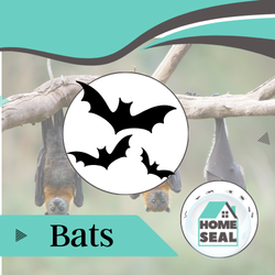 Bat Infestation Removal in Flagler & Volusia County, Florida