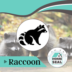 Racoon Removal in Flagler & Volusia County, Florida