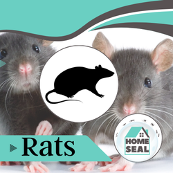 Rat Infestation Removal Flagler Palm Coast, Florida