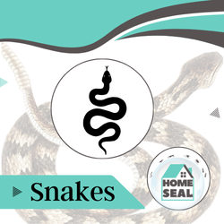 Snake Removal Flagler Palm Coast, Florida