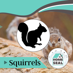 Squirrel Infestation Removal in Flagler & Volusia County, Florida