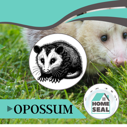 Opossum Removal Palm Coast, Florida