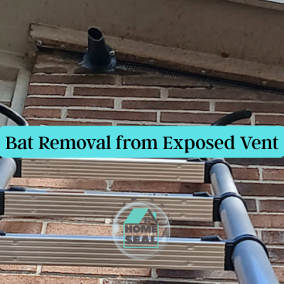 Bat Removal And Vent Sealing Prevention