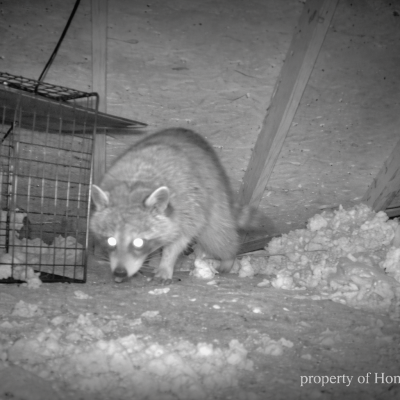 Raccoon In St Augustine Attic