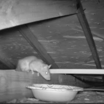Rat In Attic